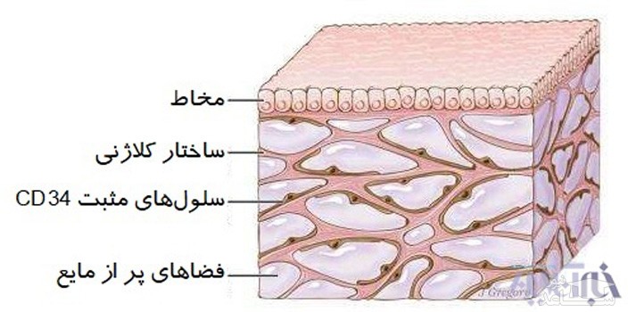 اندام جدید