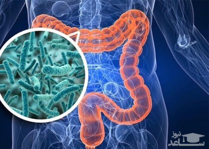 سلول های بدن