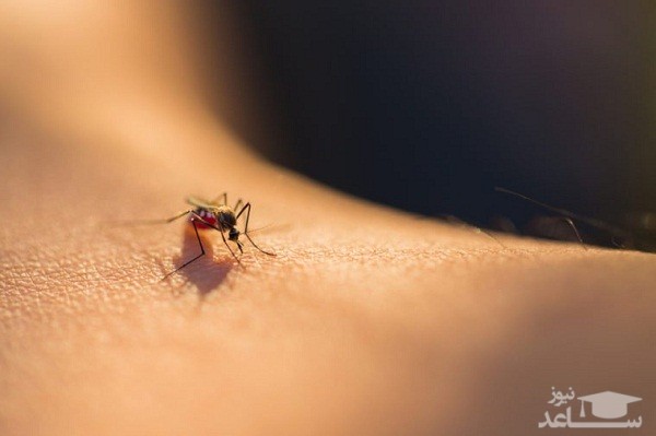 خارش نیش حشرات