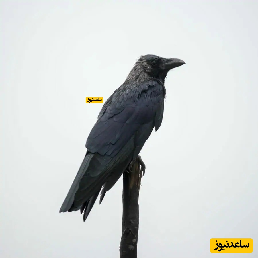 پرنده مردۀ معلق در آسمان کانادا همه را ترساند + فیلم