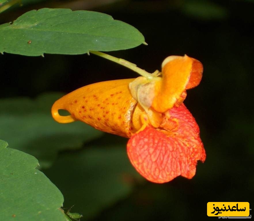 بهترین روش پرورش و نگهداری گیاه بی صبر