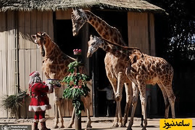 (ویدیو) مستند حیات وحش: خوراکی‌های کریسمسی و حیوانات خوشحال/ حال‌وهوای متفاوت در باغ‌وحش برلین