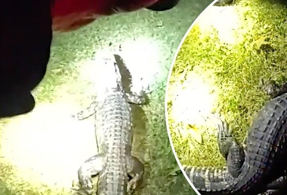 (ویدئو) تمساح سرکش پس از دو هفته وحشت آفرینی دستگیر شد