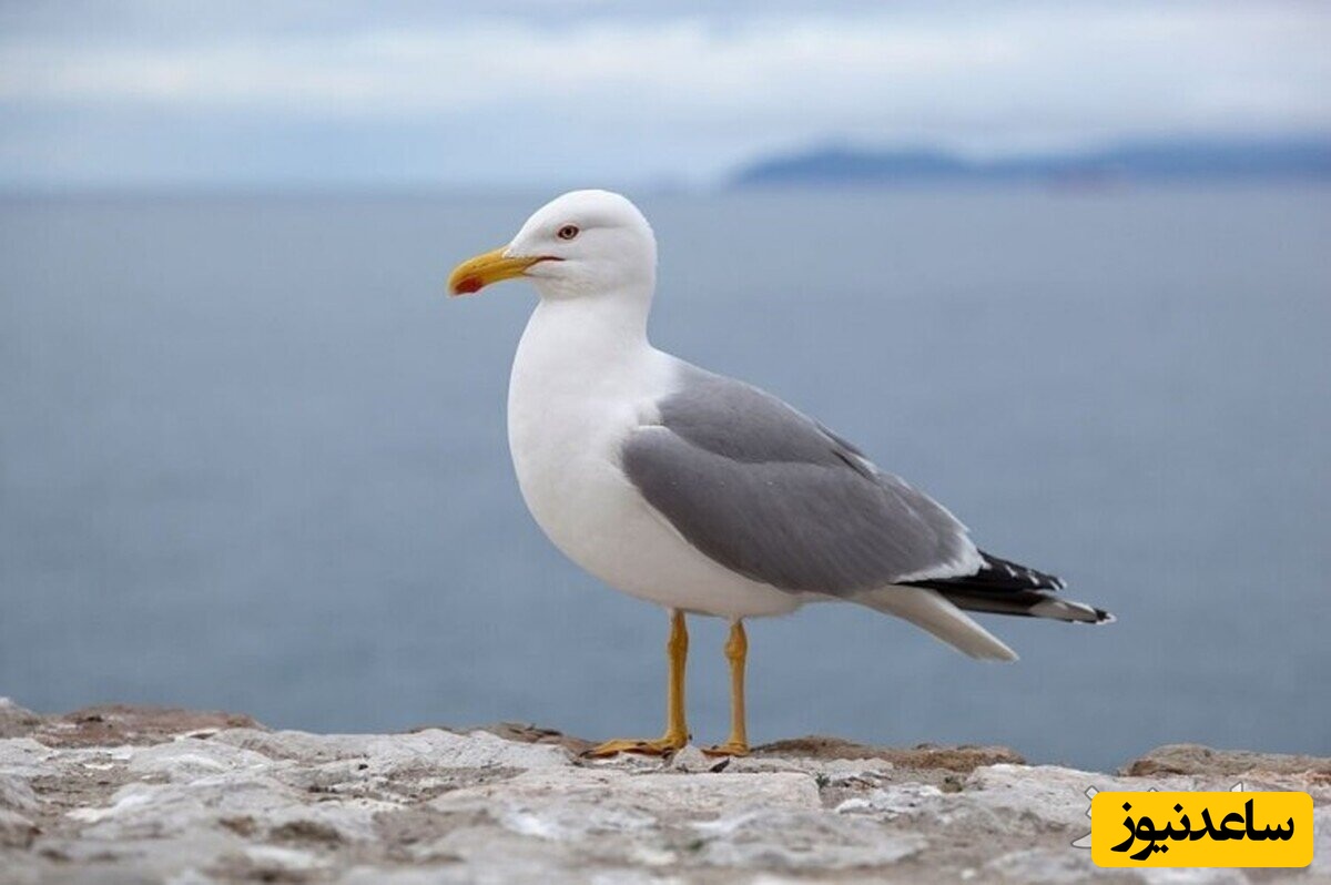 اسکار بامزه ترین سرقت دنیا به این موجود تعلق میگیره!