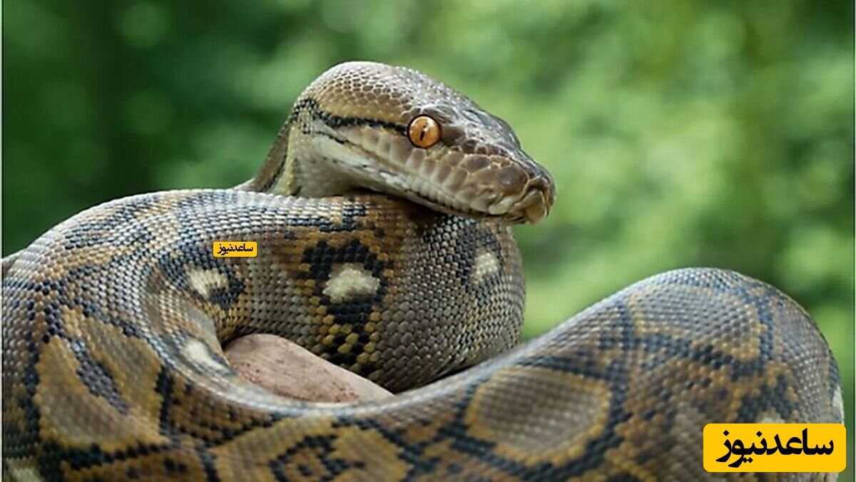 این مار پیتون 5 متری در آفریقا زندگی میکند+عکس