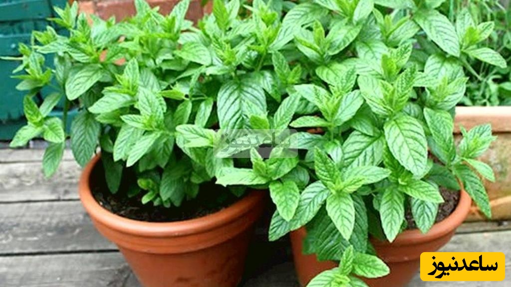 آموزش کاشت نعناع در گلدان/ کاشت پربار با یک ترفند  آسان/ اینجوری همیشه توی خونه ات سبزی داری+ ویدیو