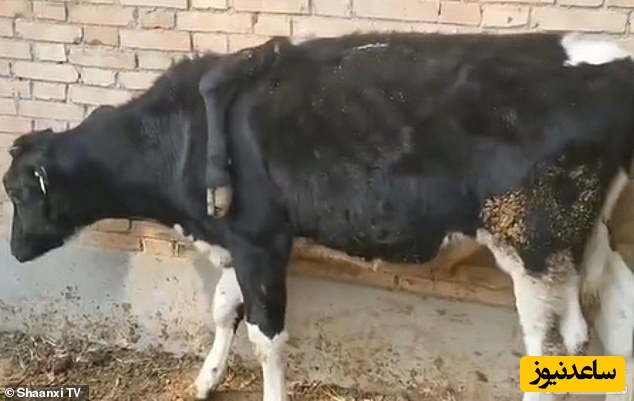 گاو پنج پا