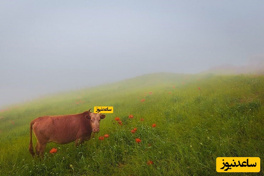 ییلاق شکردشت و زیبایی های آن!