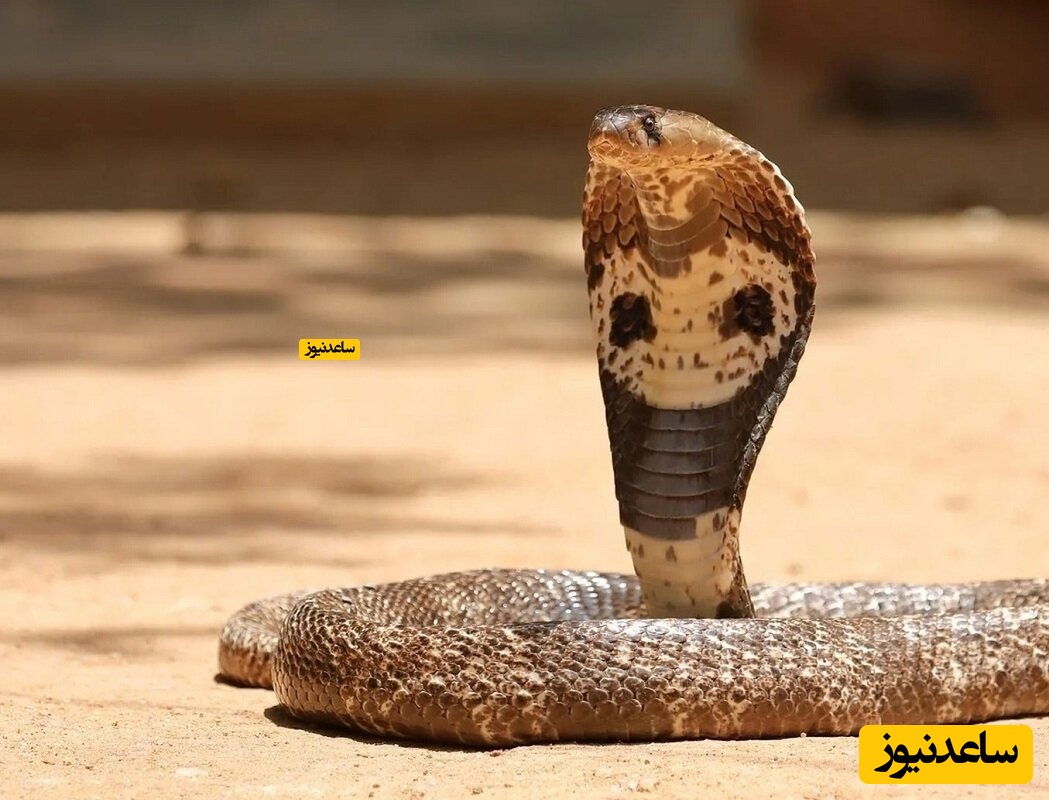 نوازش و حمام کردن مار کبرا توسط یک مرد هندی+فیلم