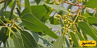 خواص اکالیپتوس؛ از درمان سرماخوردگی تا ضدعفونی کننده طبیعی | راهنمای کامل مصرف