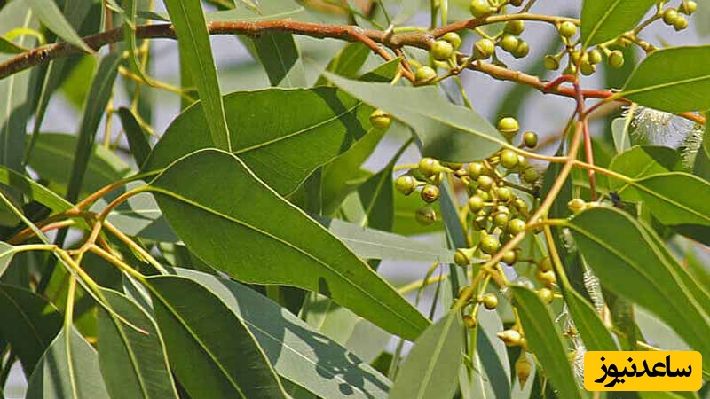 خواص اکالیپتوس؛ از درمان سرماخوردگی تا ضدعفونی کننده طبیعی | راهنمای کامل مصرف
