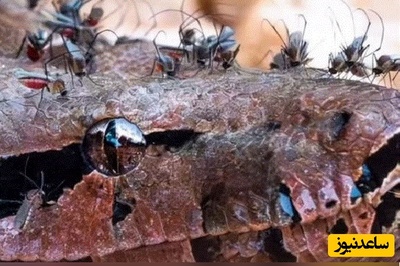 (ویدئو) مستند حیات وحش حیوانات/مار بوآ، طعمه آسان پشه‌های خون‌خوار