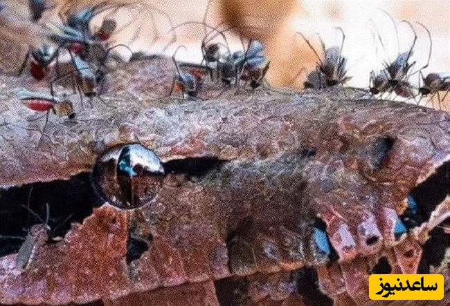 (ویدئو) مستند حیات وحش حیوانات/مار بوآ، طعمه آسان پشه‌های خون‌خوار