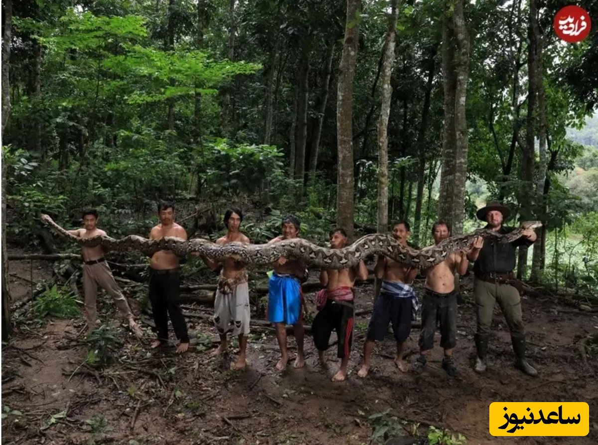 رادو فرنتیو، بودی پوروانتو و روستاییان سولاوسی جنوبیِ اندونزی، پس از انجام اندازهگیریها، «بارونس» را برای گرفتن یک عکس گروهی بلند میکنند. در هر لحظه دستکم هشت نفر برای مهار ایمن این مار لازم بود