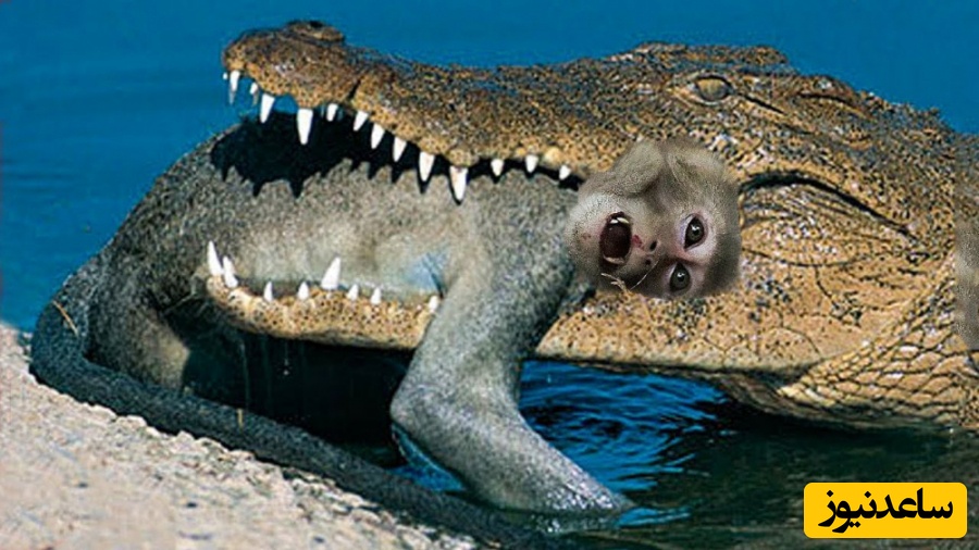 مستند حیات وحش؛ راز بقا/ وقتی تمساح گرسنه برای زنده ماندنش تصمیم می‌گیرد میمون را به عنوان ناهارش انتخاب کند!+ ویدیو