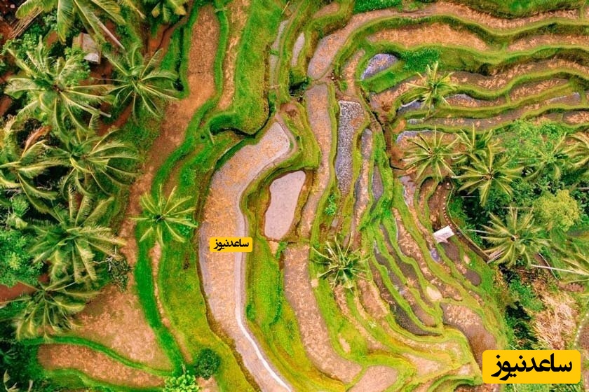  شالیزارهای پلکانی برنج تگالالنگ