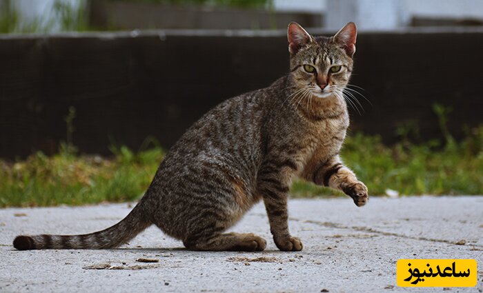 صحنه خنده دار از ظرف شستن گربه خیابانی پای سینک ظرفشویی/ وقتی همسایه یه تیکه گوشت بهش داده و به جاش ازش کار میکشه😂+عکس