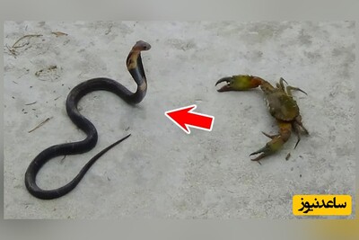 (ویدئو) مستند حیات وحش حیوانات/ مار، خرچنگ، سگ 🐍🦀🐕