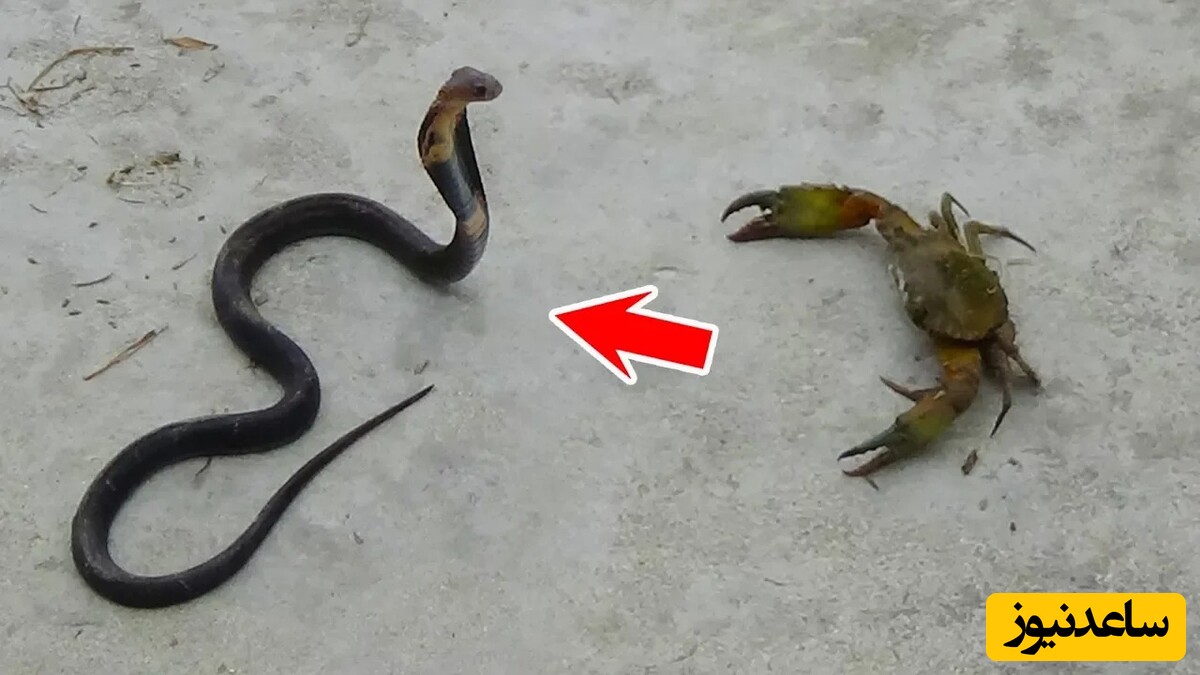 (ویدئو) مستند حیات وحش حیوانات/ مار، خرچنگ، و سگ 🐍🦀🐕