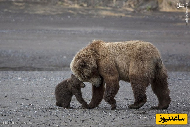 فیلم صحنه‌ دلخراش جان دادن خرس مادر در برابر چشمان توله‌هایش در ایران/ آدم اشکش درمیاد، توله‌هاش چه ناله‌ای میکنن!