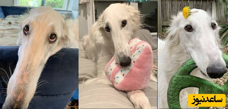 نگاهی به عجیب ترین سگ دنیا که بزرگترین بینی را در جهان دارد