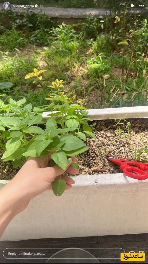باغچه نیلوفر پارسا
