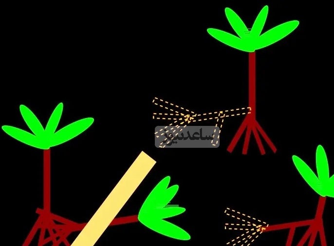 تصویری که نشان میدهد چگونه «نخل راهرونده» میتواند بعد از فروافتادن، ریشههای جدیدی پیدا کند و در محل ریشههای جدیدش دوباره سرپا شود