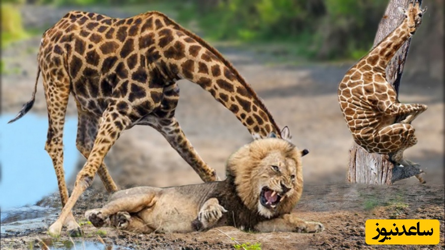 (ویدئو) مستندحیات وحش، راز بقا؛ این داستان: نبرد گله شیرهای وحشی برای شکار زرافه تنومند