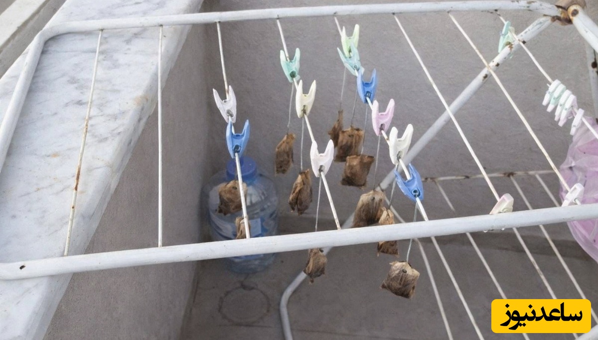 صرفه جویی در مصرف چای