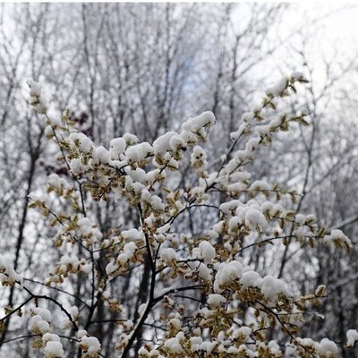 بارش برف بهاری در ارتفاعات گلستان + تصاویر