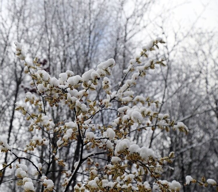 بارش برف بهاری در ارتفاعات گلستان + تصاویر