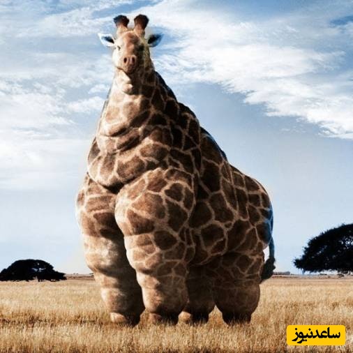 (ویدیو) چاقی بانمک این حیوانات باعث دردسر باغ وحش شد!