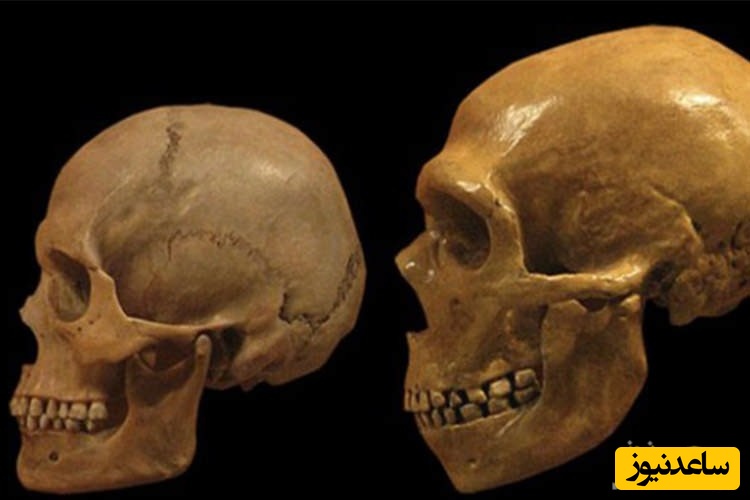 مغز انسان‌های نئاندرتال چه فرقی با مغز انسان های امروزی دارد؟