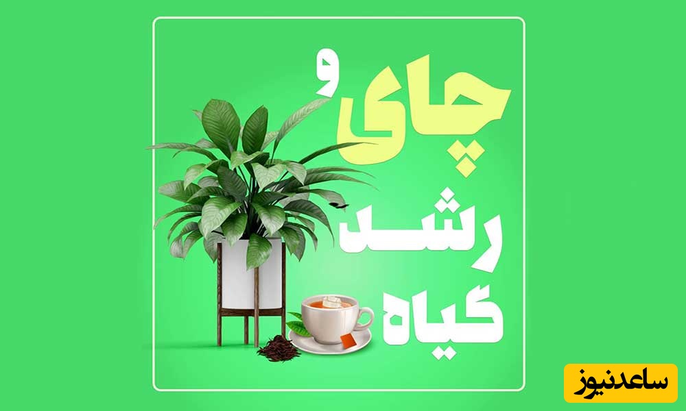 آیا چای به رشد سریع گل و گیاه کمک می‌کند؟