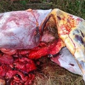 دختر زیبای هلندی با بدن برهنه و خونین در بدن یک اسب پیدا شد+ عکس (حاوی صحنه های دلخراش)