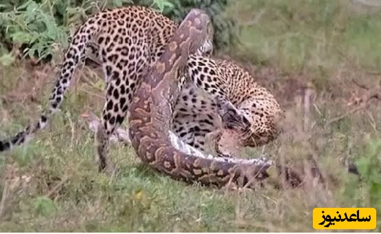 حیات وحش ؛ مستند حیات وحش حیوانات/ نبرد دیدنی مار پیتون با پلنگ در آفریقا