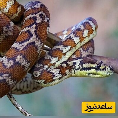 لحظه تلخ شکار و بلعیدن چند جوجه پرنده توسط مار غول‌پیکر در بالای درخت+فیلم