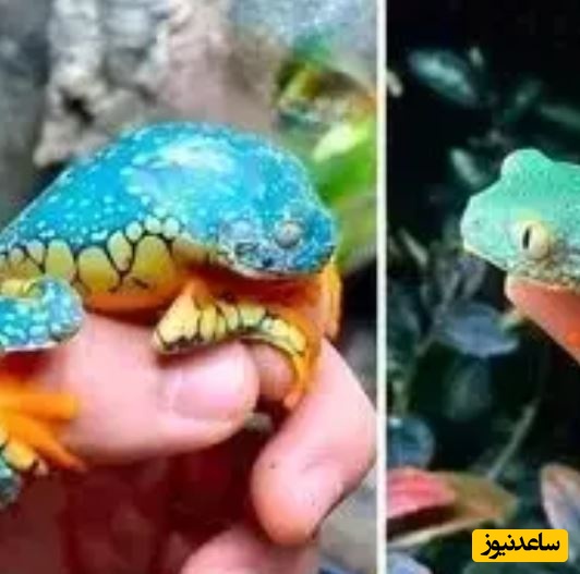قورباغه برگ حاشیه دار؛ این قورباغه انگار با دست رنگ آمیزی شده است! +ویدئو