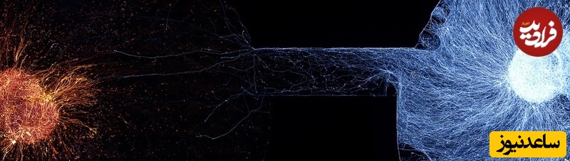 رگانوئیدهای سهبعدی مغز