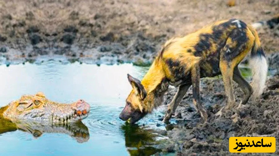 (ویدئو) مستند حیات وحش حیوانات/ راز بقا، نبرد تمساح و سگ نگهبان