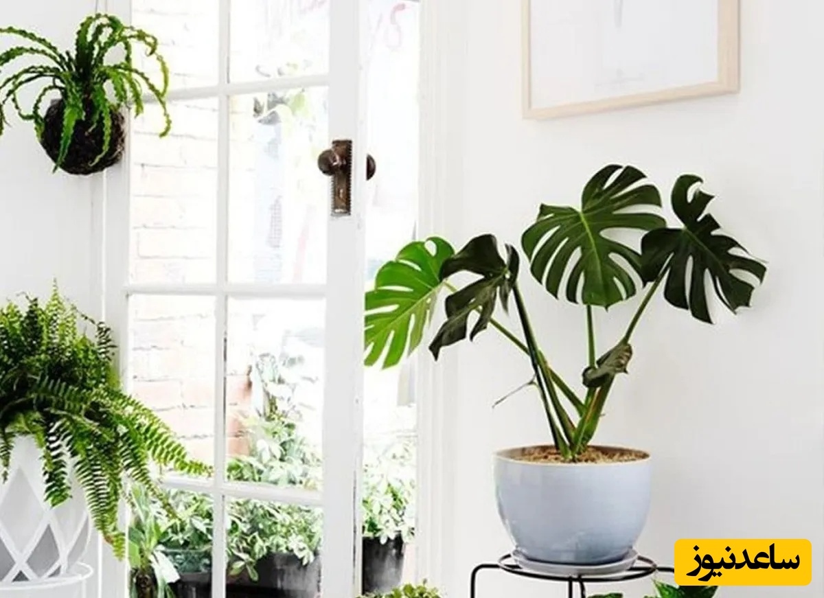 گیاهان را تنها نگذارید؛ لمس فیزیکی چگونه استرس آن‌ها را کاهش می‌دهد؟