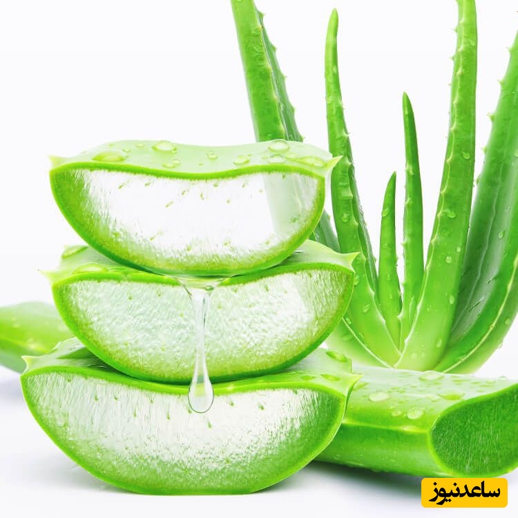 خواص معجزه‌آسا آلوئه ورا برای پوست و مو تا مضراتی که باید از آن بدانید