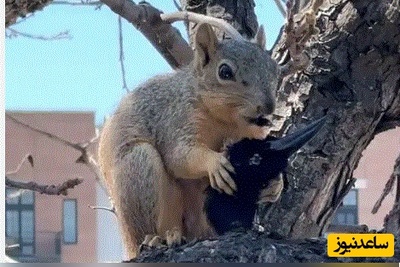 (ویدئو) مستند حیات وحش حیوانات/لحظه‌ای عجیب در طبیعت؛ سنجاب در حال خوردن سرِ کلاغ