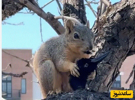(ویدئو) مستند حیات وحش حیوانات/لحظه‌ای عجیب در طبیعت؛ سنجاب در حال خوردن سرِ کلاغ