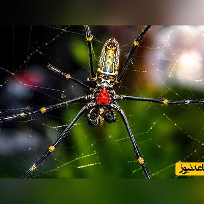 صحنه‌ای ترسناک که واقعی بودن آن باورکردنی نیست؛ چرا صدها عنکبوت به شکل هماهنگ خطوط برق را در اندونزی تسخیر کردند؟ + ویدئو