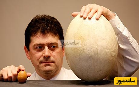 (عکس) شگفتی باستان‌شناسی/کشف تخم‌مرغ 1700 ساله با مایع سالم داخلش معجزه‌ای از دل تاریخ!