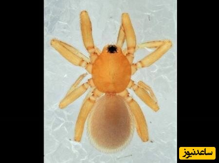 کشف جانور شش‌چشم نارنجی در جزیره‌ی دورافتاده‌ای در ژاپن