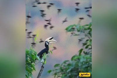 (ویدئو) مستند حیات وحش حیوانات/شکار شگفت‌انگیز خفاش درحال پرواز توسط نوک‌شاخ ابلق خاوری
