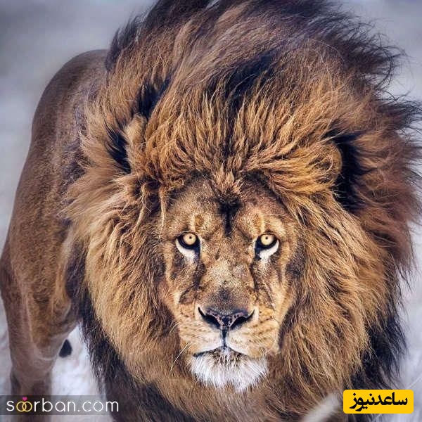 (ویدیو) مستند حیات وحش/ اولین عبور توله‌شیرها از رودخانه؛ نمایشی از غریزه مادری در حیات‌وحش