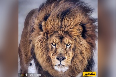 (ویدیو) مستند حیات وحش/ اولین عبور توله‌شیرها از رودخانه؛ نمایشی از غریزه مادری در حیات‌وحش